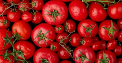 Boosting Immunity with Lycopene Powder